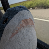 A picture of a blåhaj plush shark looking out of a bus window.
